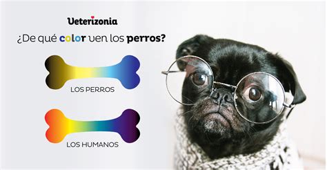 ¿de Qué Color Ven Los Perros El Mundo Veterizonia