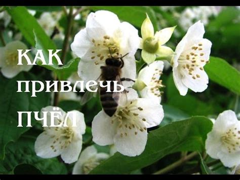 КАК привлечь ПЧЕЛ для ОПЫЛЕНИЯ - YouTube