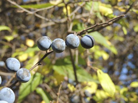 Kostenlose Foto Baum Natur Ast Frucht Beere Blatt Blume