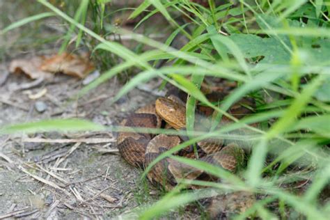 Copperhead Snake Stock Photos Pictures And Royalty Free Images Istock