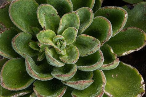 "Succulents Plants After Rainfall" by Stocksy Contributor "Rowena ...