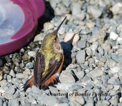 Hummingbird Rescue and Care. About First-Aid.