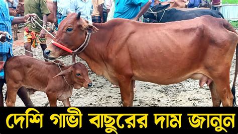 দেশি গাভী বাছুরের দাম জানুন কুমিল্লার মিরশান্নী হাট থেকে গাভী বাছুরের