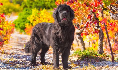 Are You Curious About The Newfoundland Dog Breed