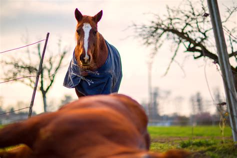 La Gestion Du Cheval Apr S Sa Mort Equirodi Suisse