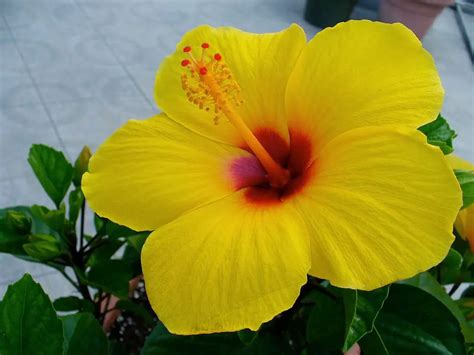 TulipÁn Mexicano Hibiscus Cuidados Tipos De Flor Y Fotos