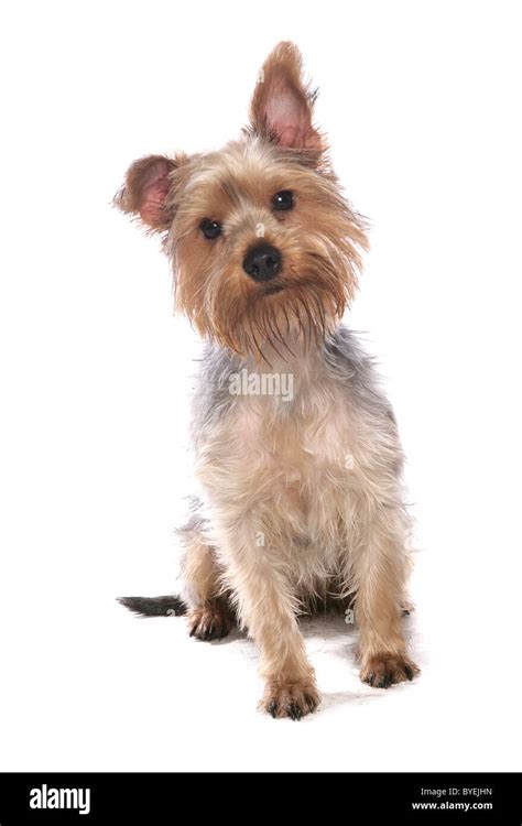 Yorkshire Terrier Dog Sitting Studio Stock Photo Alamy