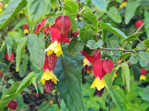 Abutilon Chinese Lantern Flowering Maple Garden Plant Nursery