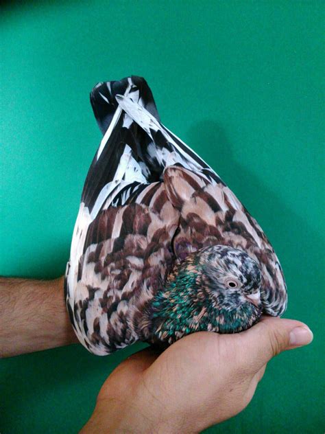 12 Most Bizarre Fancy Pigeon Breeds Artofit