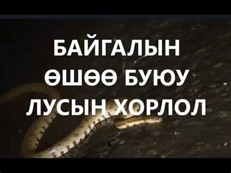 БАЙГАЛЫН ӨШӨӨ БУЮУ ЛУСЫН ХОРЛОЛ /БОЛСОН ЯВДАЛ /ЛУС САВДАГ - YouTube