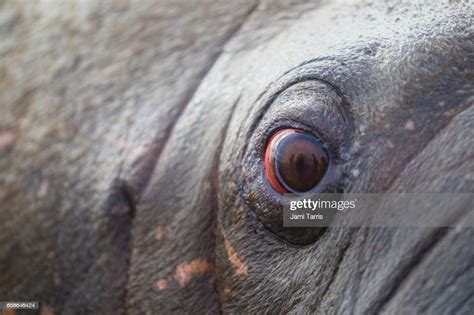 Walrus Eye Closeup High-Res Stock Photo - Getty Images