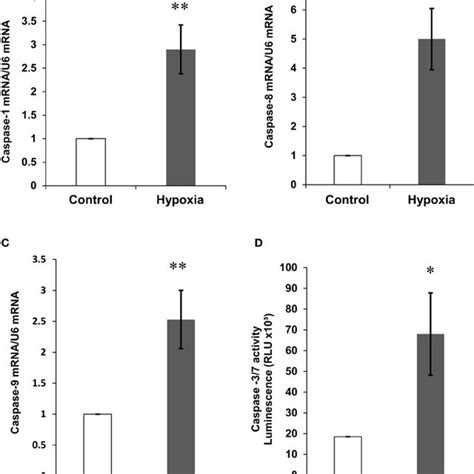 The Effects Of Hypoxia On Nep Expression And Activity A Nep Mrna