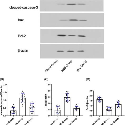 Apoptosis‐related Protein Expression A Expression Of Download