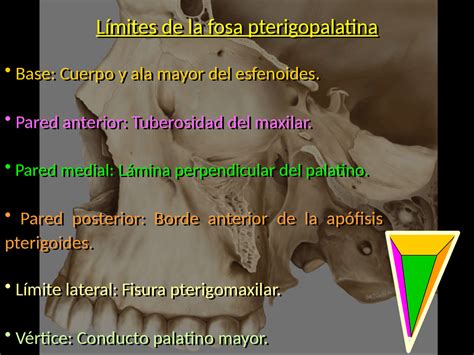 Anatomia Fosa Pterigopalatina Docsity