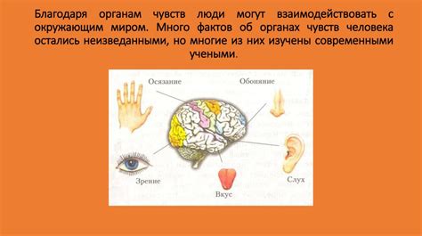 Интересные факты про органы чувств человека - презентация онлайн