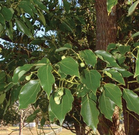 Camphor Tree Seeds Etsy