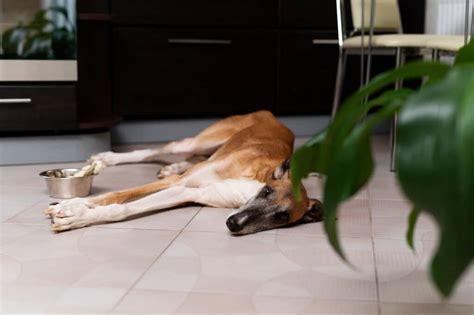 Perch Il Cane Vomita Cosa Fare E Quando Preoccuparsi Zampol La