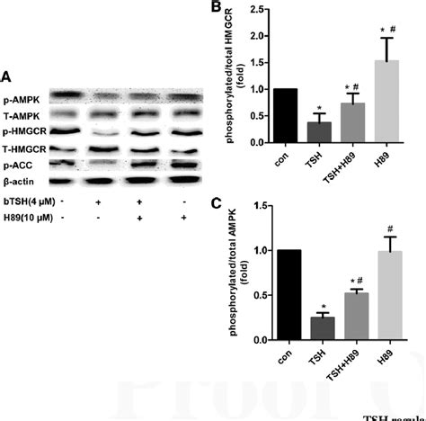 The Effects Of The TSH On Phosphorylation Of HMGCR Are Inhibited By PKA