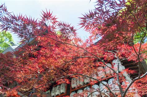 Fogliame Rosso Di Autunno Dell Acer Japonicum Anche Chiamato Acero Del