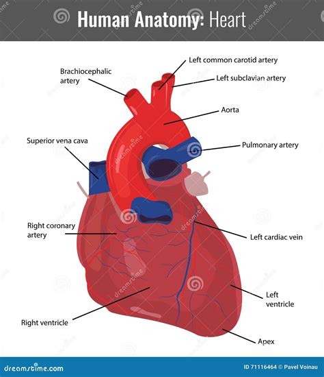 Human Heart Detailed Anatomy Vector Medical Stock Vector