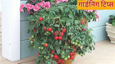 Gardening Tips घर में उगाएं लाल लाल रसीले टमाटर इस तरीके से पौधे की