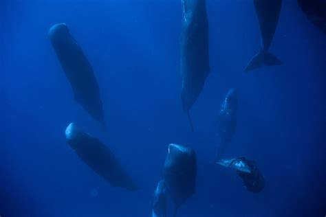 Photo Shows How Sperm Whales Sleep