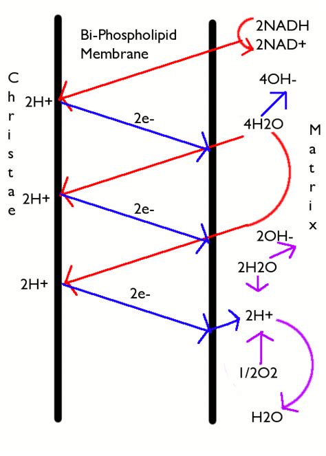 Chemiosmosis - wikidoc