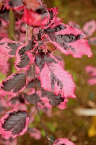 Fagus Sylvatica Purpurea Tricolor Evropska Bukva Purpurea Tricolor