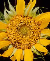 Science Biology Sunflower Fibonacci Sequence Fundamental Photographs