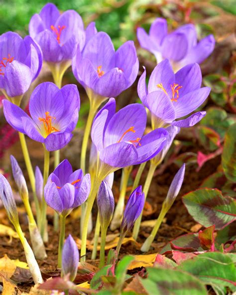 Krokus Jesienny Speciosus 10 cebulek w Sklep Nasiona Sprawdź