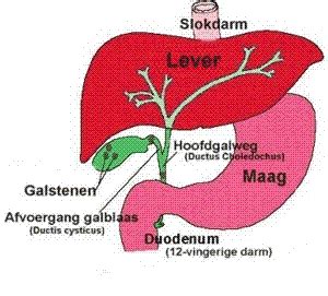 Galblaas Operatie Chirurg En Operatie