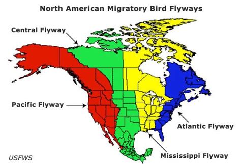 Fall Hawk Migration Hotspots - 10,000 Birds