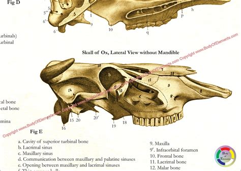 Cow Skeletal Anatomy Poster 24" X 36" – Body of Elements