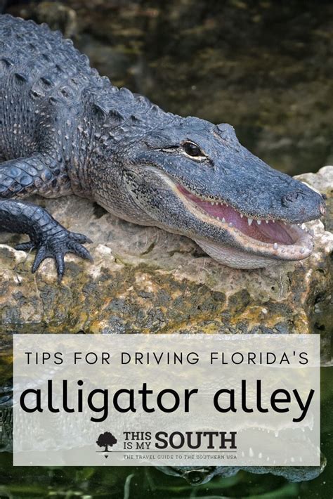 Florida Gulf Coast Road Trip Itinerary Beaches Manatees And Pristine Waters Artofit