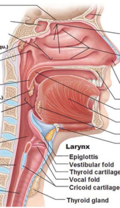 upper respiratory tract Diagram | Quizlet