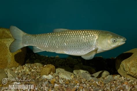 Ctenopharyngodon Idella Pictures Grass Carp Images Nature Wildlife Photos Naturephoto