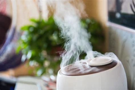 Best Humidifier For Plants Review And Buying Guide Constant