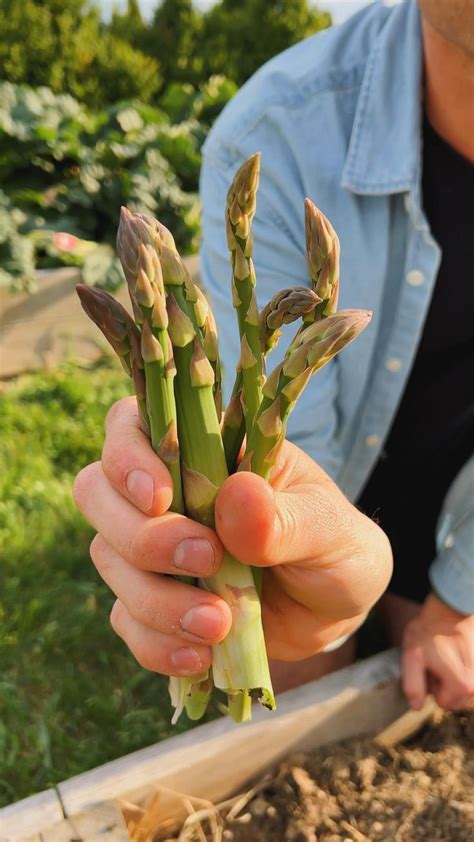 It’s asparagus season! | Winter vegetables gardening, Asparagus plant, Asparagus garden