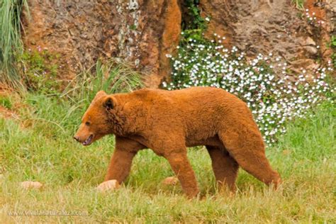 Todo Sobre El Oso Pardo Ursus Arctos Vive La Naturaleza