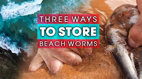 Three 3 Ways To Store Your Beach Worms Youtube