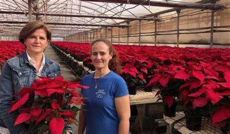 ASAJA ALMERÍA anima a que no falten flores de Pascua en nuestra mesa en