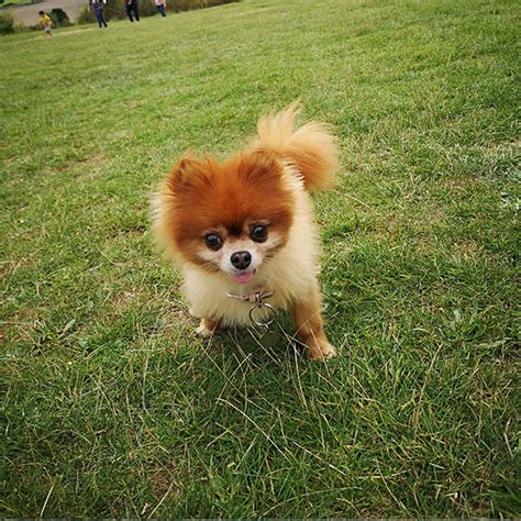 Pomeranian Puppies For Adoption In Illinois / Pomeranian Puppies For Sale Near Me Pomeranian ...