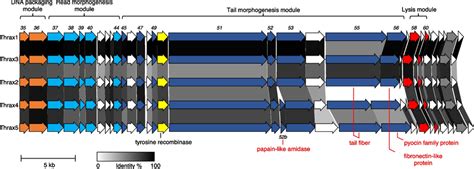 The Virion Morphogenesis And Lysis Module In Bacillus Phages Thrax