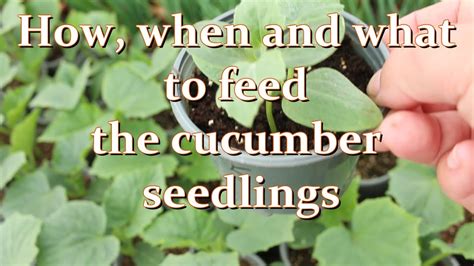 Fertilizing Cucumber Seedlings How When And What Homemade Organic