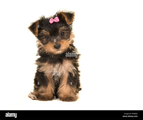 Cute Sitting Yorkshire Terrier Yorkie Puppy Wearing A Pink Bow Looking