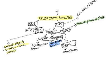 Organizational Nervous System Flashcards Quizlet