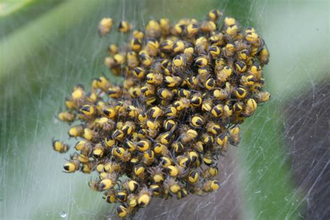 Baby Garden Spiders Argiope Aurantia A Photo On Flickriver