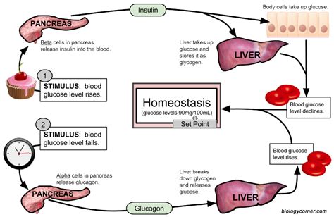 Glucose Regulation Homeostasis