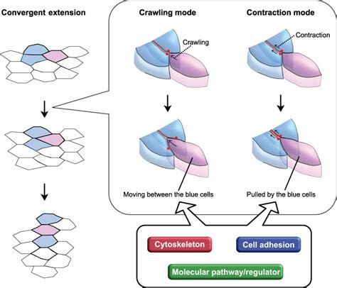 Models Of Convergent Extension During Morphogenesis Shindo