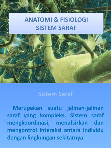 Anatomi & Fisiologi Sistem Saraf - DR - Bagus | PDF
